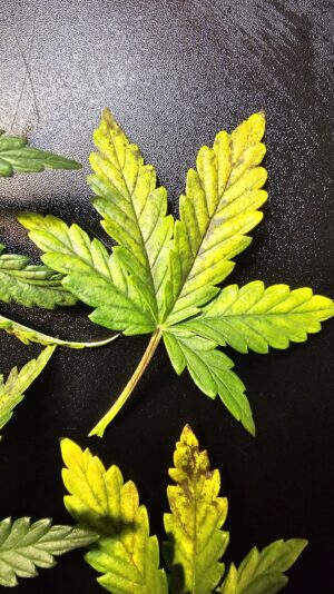 638f719b-b6ff-494e-8e6d-0b925cf175e6