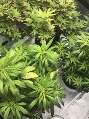 FC8EAE38-D80C-46C8-AA9A-AC216BA1D5D4