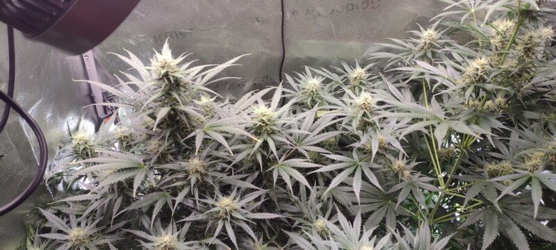 IMG_20240507_074045525