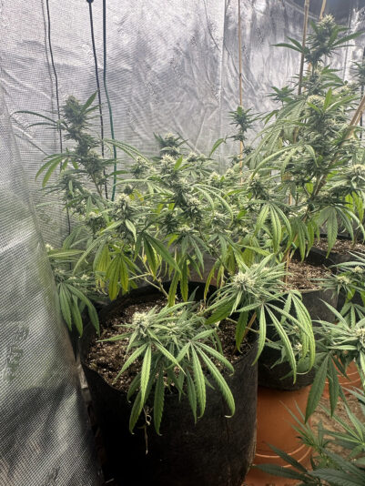 89C0F98E-0DE6-4EE7-BB66-2F820076157B