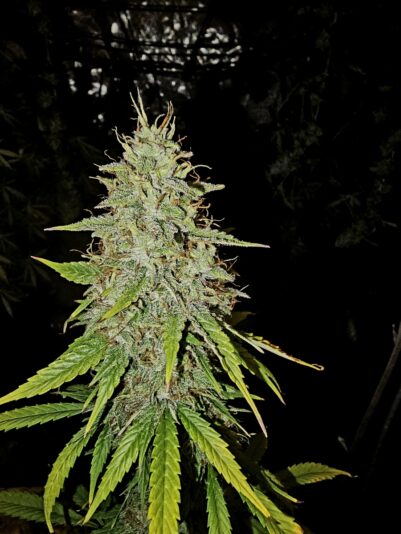 42afb8ee-4618-4959-b380-1de68ec7c6ac