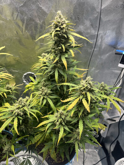 9E9F037B-52B8-46DE-AD8F-3DEDB5169426