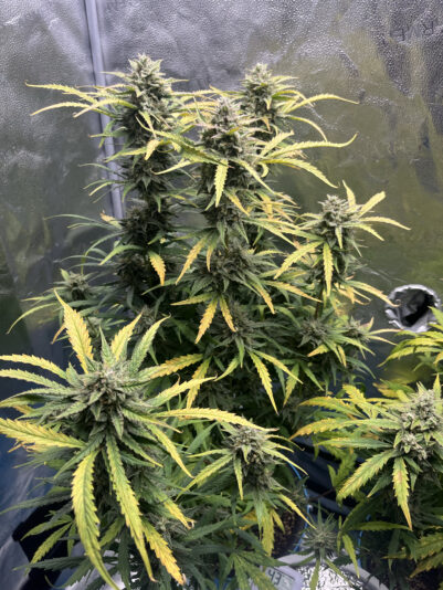 FB03AE37-FABE-4389-BDFF-784338E519AA