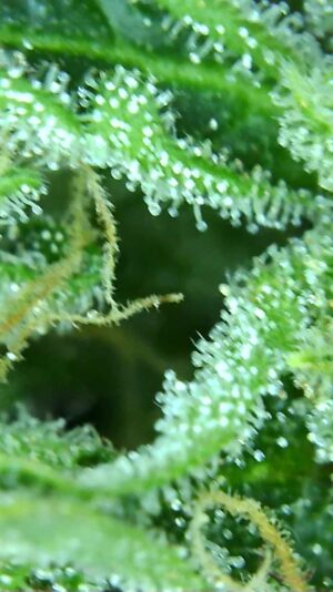 received_711542589866195