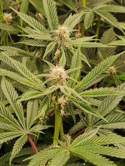 cc182a32-4878-4e59-83db-da2c9587f37d