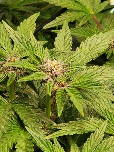 f6926abb-455a-4b06-9f10-cca891fdaf87