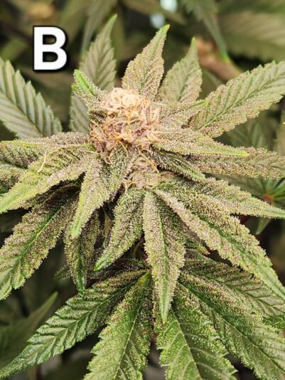 6f3b5d4f-5679-4733-9ed5-0cc0d6a726d9