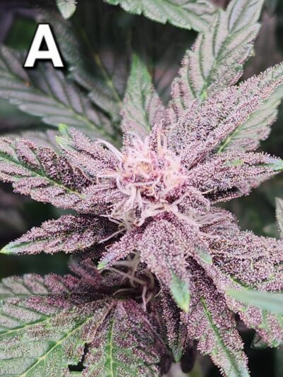 b1dcf6c1-1528-4661-8a3d-bd5b4569e1f3