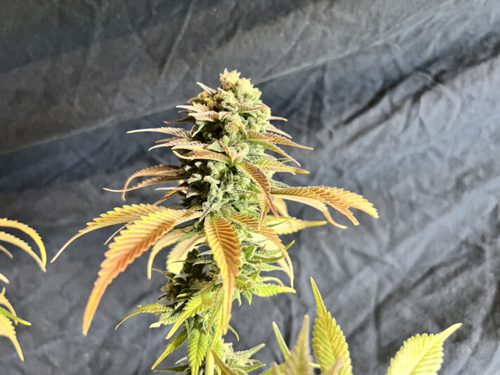 27D6F25F-4570-4941-AB0E-1C6630CFC580