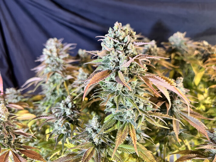 74E4E31E-E0FE-468C-9D1C-9CE6B5F99058