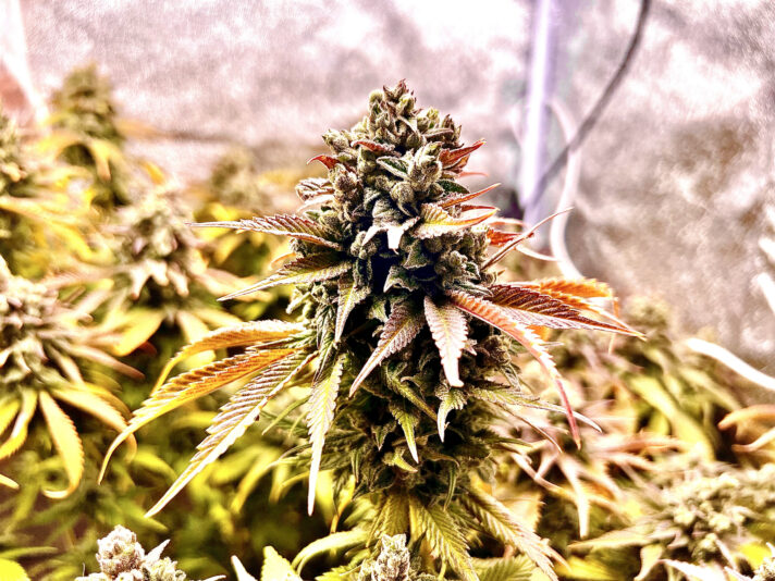 812C2A38-629A-4DAE-BB7D-193AADA1C962