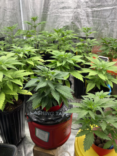 CED5C2C5-22F4-461C-904F-F1EEB7DA34B8