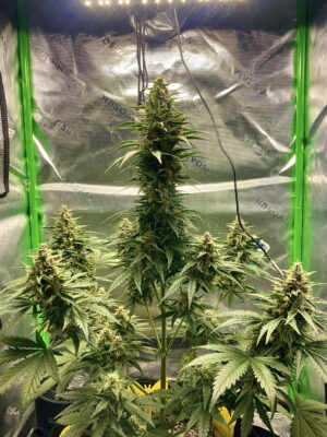 A6E4F441-E333-4DB6-A1A0-0F53AD9A1A8A