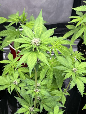 EA60363A-47E0-4998-B3E1-AE3F80FA86BE