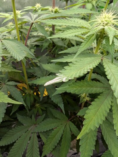 PXL_20250101_161132462