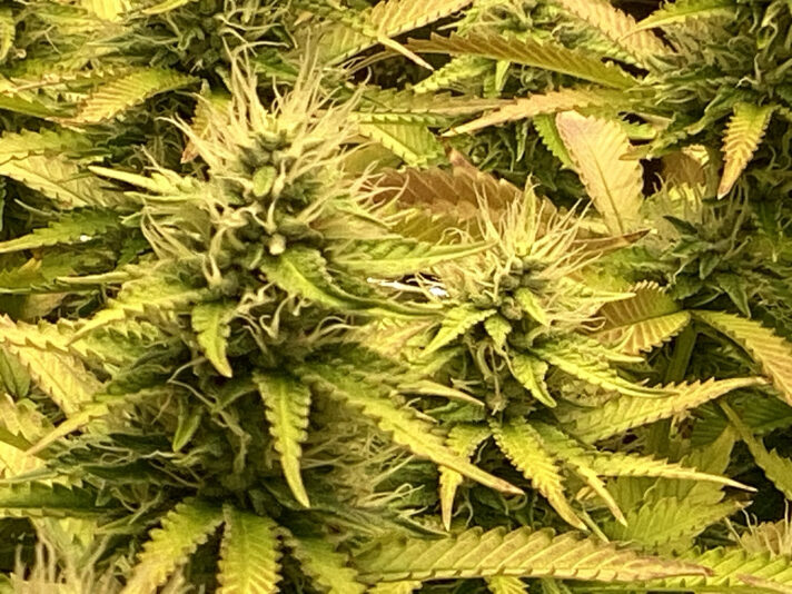 82AC5D4D-FC86-4F29-ACEC-07BF27BF39D9