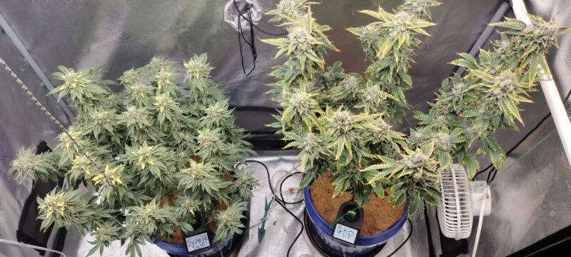 IMG_20250103_083430639