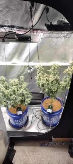 IMG_20250103_083505684