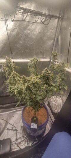 IMG_20241228_005836978_HDR