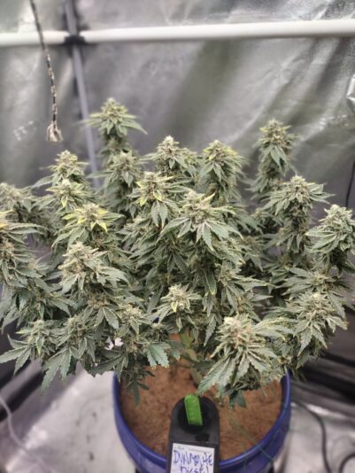 IMG_20241229_222612818_MF_PORTRAIT