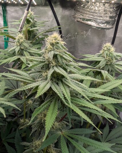 PXL_20250105_181902155