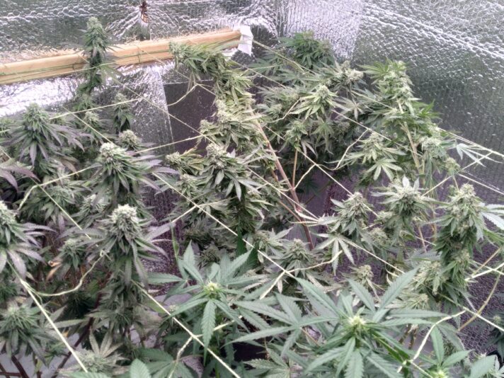 a00508a0-54cf-46b7-9a9b-2037525291be