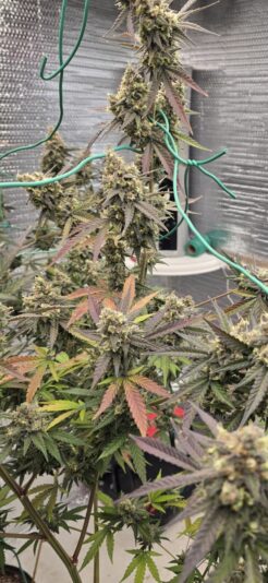 dac695c5-f231-42f5-90d7-c7b547d7a9d3