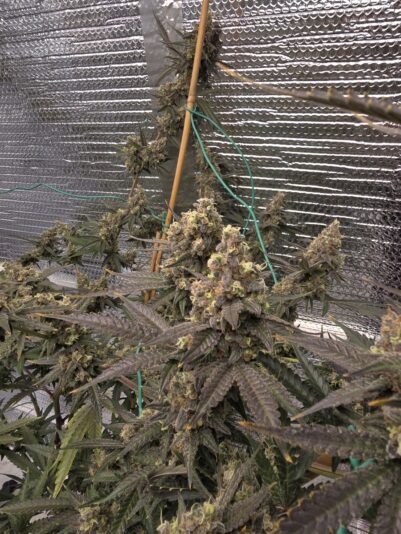 8f87a984-5bb6-4151-9400-9da7267ab635