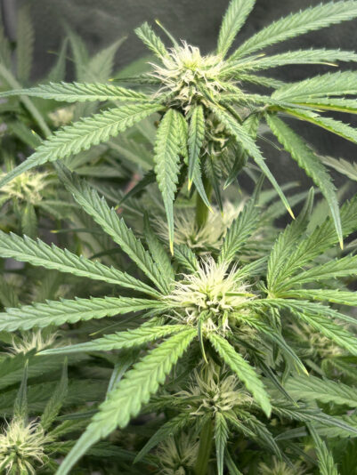 5398E368-3D7C-4817-9963-AEDAAE562824