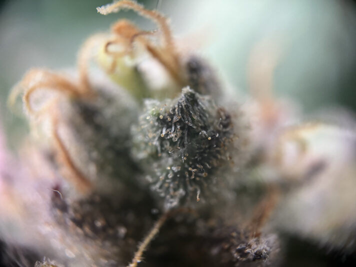 090DA1B1-81A7-45B0-A0F7-4C8076050DBF