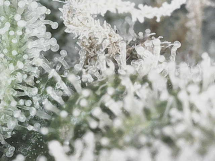 Image_2025-01-23 08_07_55_975