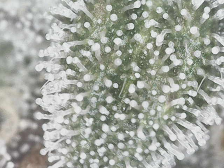 Image_2025-01-23 08_08_09_075