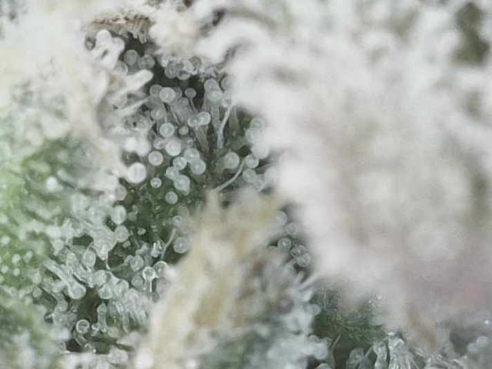 Image_2025-01-23 08_07_10_219