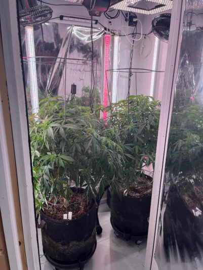 305581D7-6FD6-47D4-A0EB-E159AB474782