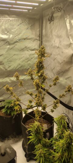 IMG_20250126_103532510_HDR