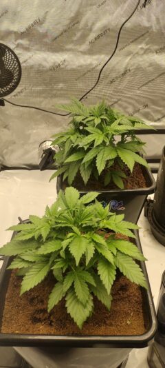 IMG_20250126_103520170_HDR