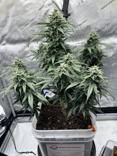 410EFBB8-C2B5-4152-9DCA-A11F02D88802