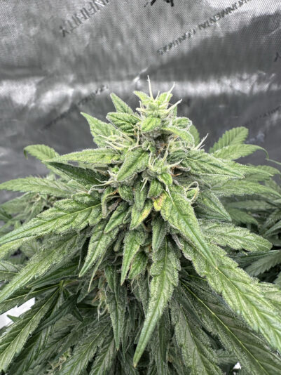 E060FE61-9722-4014-B1EF-E806C832D184