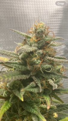 02C3DB45-A829-40AE-AF04-17CB3F813252