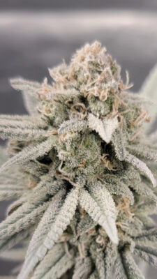 BC5915D5-98D7-400D-A291-5DA1EC408907