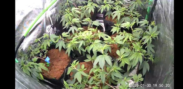 Screenshot_20250130_195018_Wyze