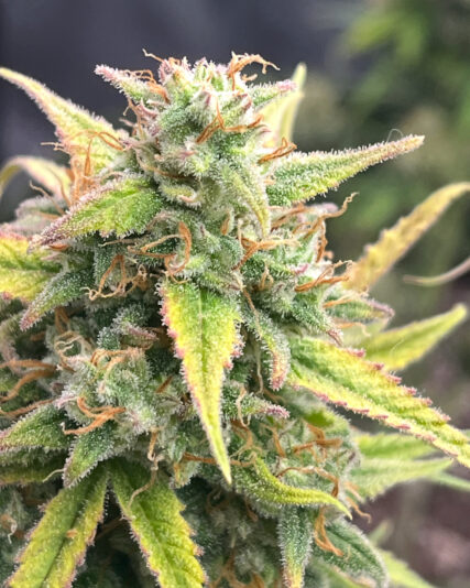 F1E111EA-3B84-4230-877A-A2C4A9AFE0F7