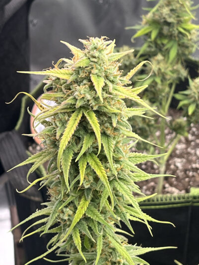 6FF4263C-4C28-4691-8B22-8D36E84B116A