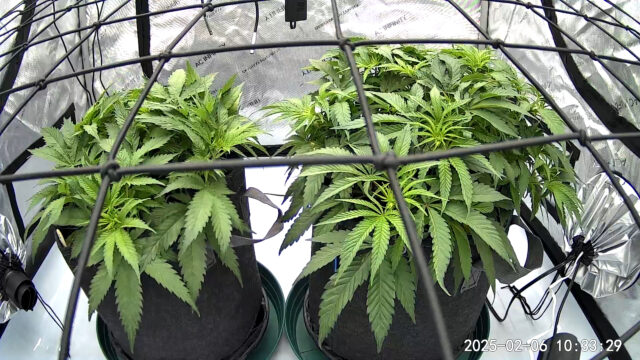 80482C2F23E0_1738866809