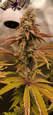 8d310b37-63db-4a50-9098-ce4138d41436