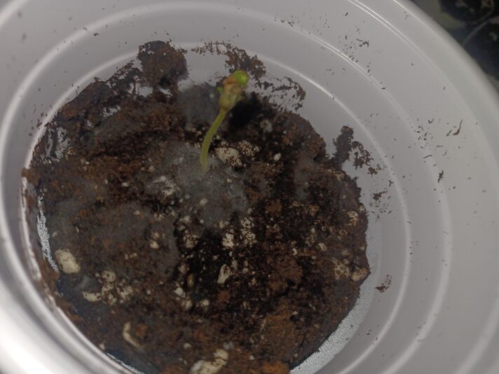 17394929761064689397750806772871