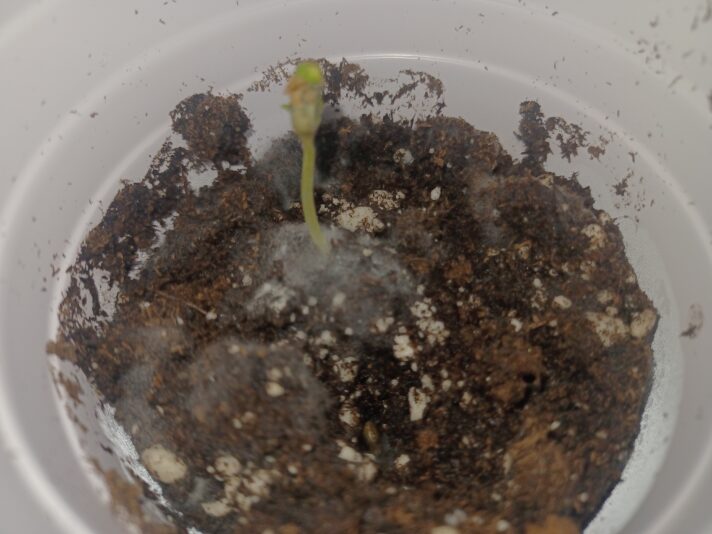 17394931115798744728818561927252