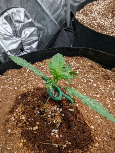 PXL_20250214_172204868.MP