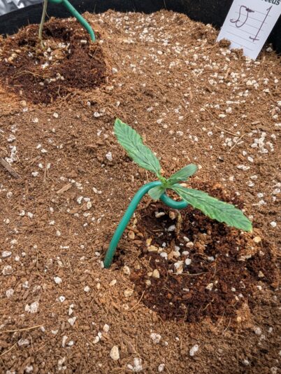 PXL_20250214_172219829.MP