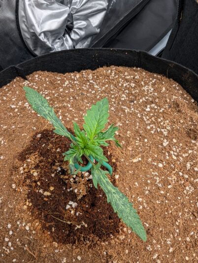 PXL_20250214_172201266.MP